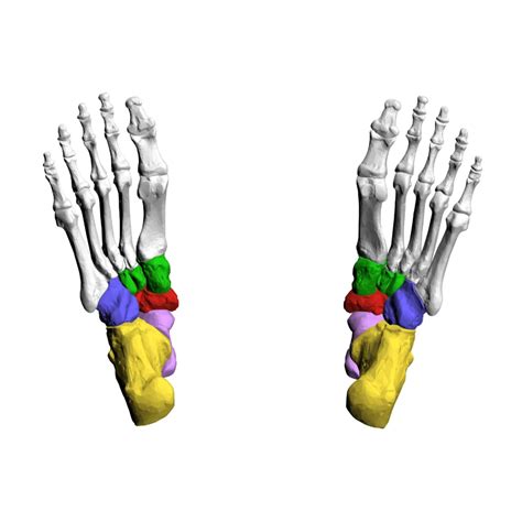 Tarsals Bone - Structure, Articular surfaces, Function, Movement