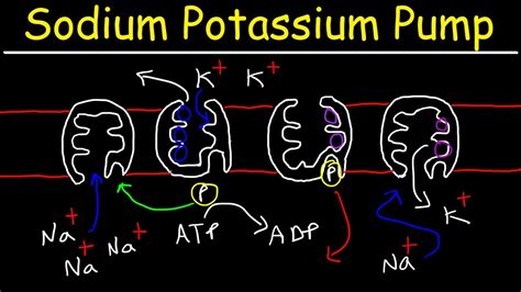 Sodium Potassium Pump - Active Transport - i icon on apple watch 2