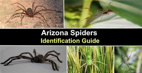 Types of Arizona Spiders (With Pictures) - Identification Guide