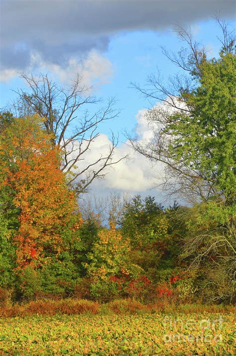 Autumn Breeze Nature Art Photograph by Robyn King