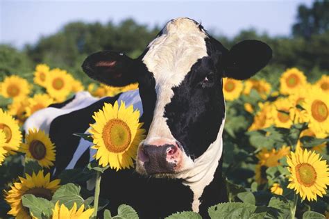 Portrait of Holstein Cow Standing in Sunflowers, Pecatonica, Illinois, USA Print Wall Art By ...