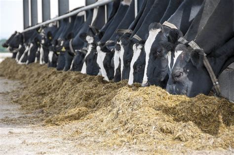 Cattle Feeding In A Barn – Quality Liquid Feeds