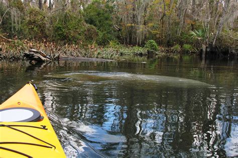 Views From Our Kayak: Wakulla River