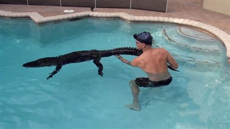 Alligator Rescued From Backyard Pool - YouTube