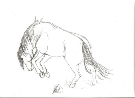 Bucking Horse Sketch by Velvet-Stain on DeviantArt