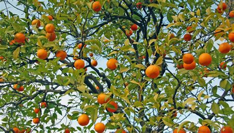 Parts of a Tangerine Tree | Garden Guides