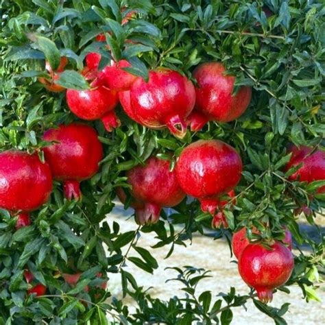 Pomegranate Tree Seeds (Punica granatum) "Apple of Granata Fruit" Shrub NON GMO, 40 SEEDS ...