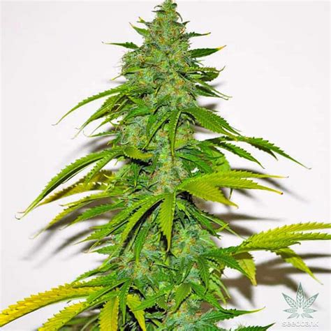 Stardawg Seeds | Seed Bank Marijuana Seeds | Stardawg Strain