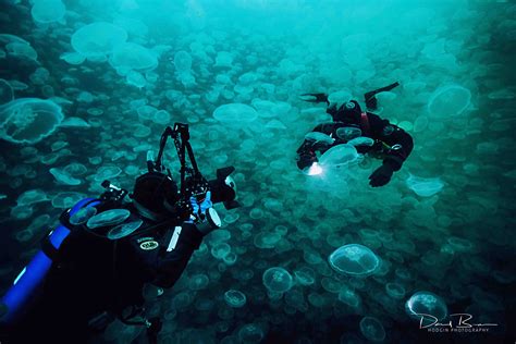 divers in jellyfish bloom | Scuba diving, Diving, Scuba