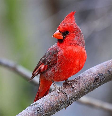 Red Cardinal! | Most beautiful birds, Beautiful birds, Animals beautiful