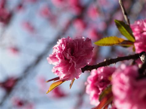 Fruit Tree Flowers