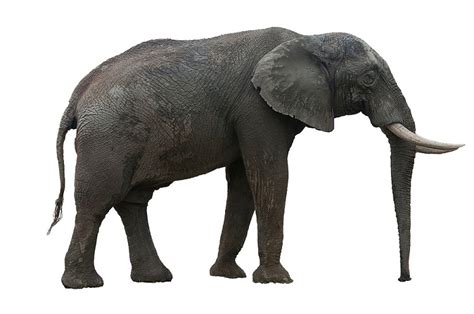 African Elephant - Facts and Beyond | Biology Dictionary