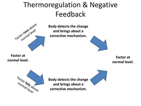 PPT - Thermoregulation PowerPoint Presentation - ID:472302