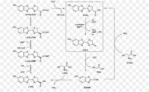 Organic Chemistry Sketch at PaintingValley.com | Explore collection of ...