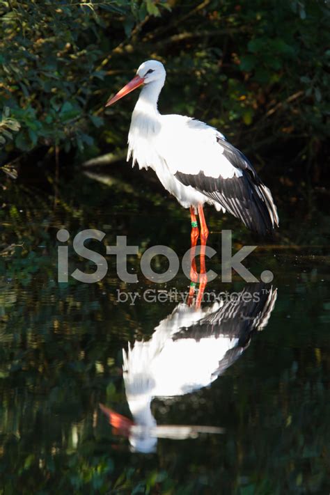 Stork In Its Natural Habitat Stock Photo | Royalty-Free | FreeImages