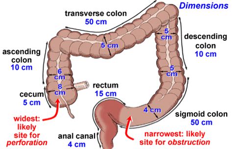 Ascending Colon – Definition, Location, Function, Problems, Cancer and ...