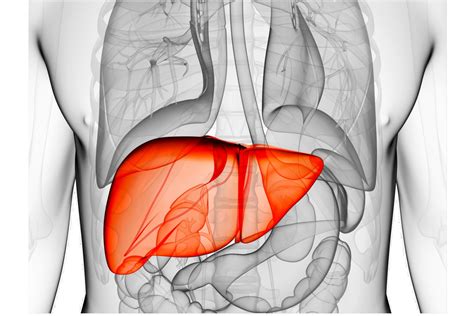 Human Liver Anatomy and Function