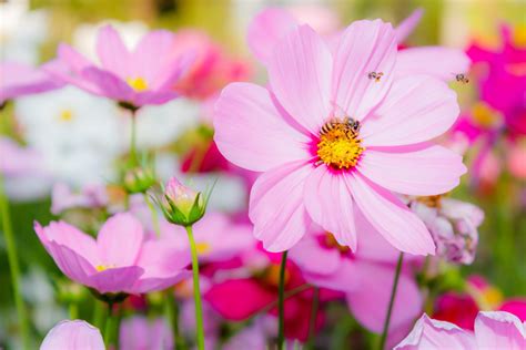 Cosmos is the colorful tropical flower of choice for a summer garden ...