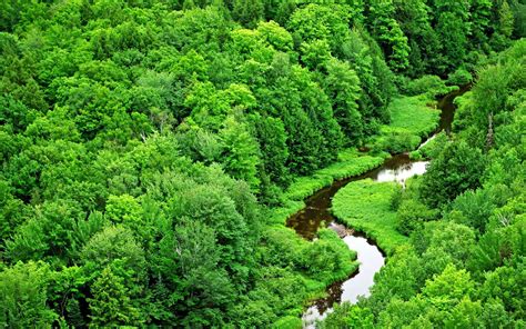 Wallpaper Desk : Green Nature Forest WallpaperWallpaper Desk