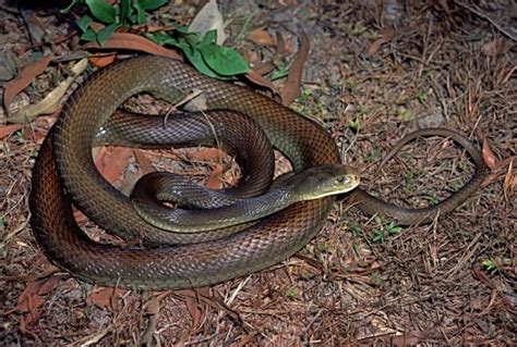 Coastal Taipan - The Australian Museum