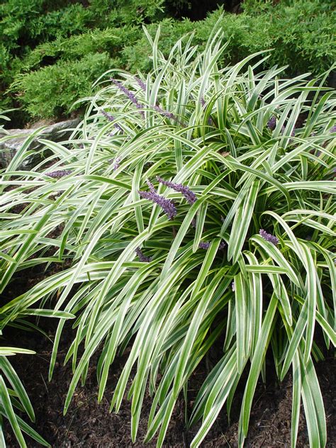 Variegated liriope | Garden Housecalls | Variegated liriope, Variegated plants, Ornamental grasses