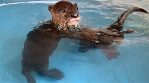 Baby Otters have a joyous swimming after running in the wild - YouTube