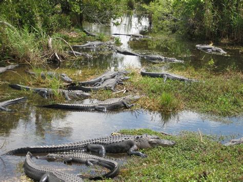 Free photo: Usa, Miami, Everglades, Crocodile - Free Image on Pixabay - 202436