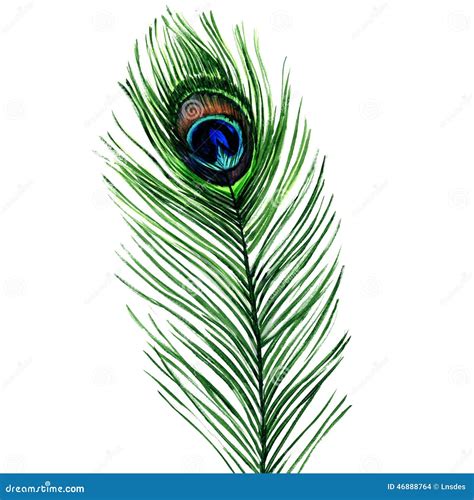 Peacock Feather Isolated On A White Background Stock Illustration ...