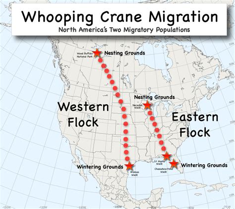 www.learner.org jnorth images graphics crane map map_annual_all.gif | Map, Migrations, Animal study