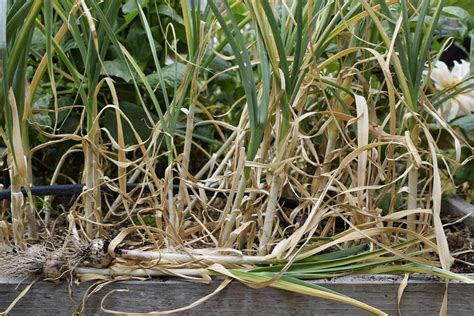 How to Harvest and Store Garlic