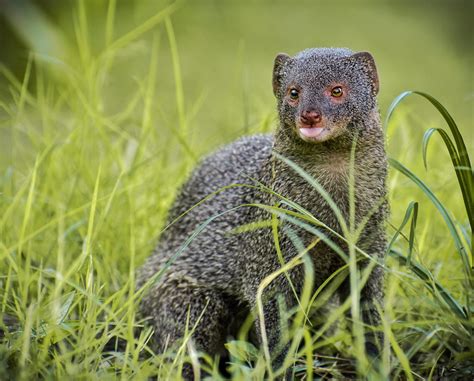 How to Get Rid of Mongoose in Hawaii: A Handy Guide — Mid-Pacific Pest ...