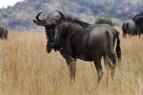 Wildebeest | Animal Wildlife