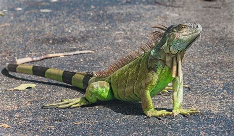 Invasive Iguanas Are Wreaking Havoc in Florida | OutdoorHub