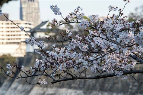 Where to See Osaka Cherry Blossoms in 2021 or 2022