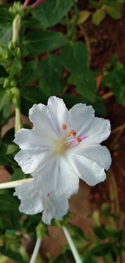 Mirabilis Jalapa Pink and White Flower Garden Plant Stock Image - Image ...