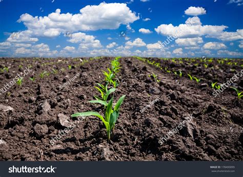 Corn Field Stock Photo 178400099 : Shutterstock