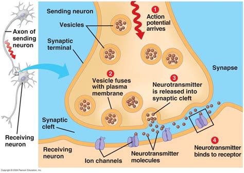 Synapse | Human anatomy and physiology, Nervous system anatomy, Anatomy ...