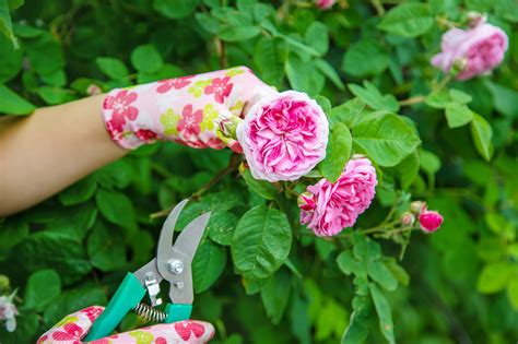 How to prune roses: keep your rose plants in tip-top condition for the most beautiful blooms ...