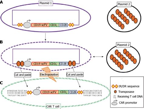 Schema of the transposon/transposase "sleeping beauty" system. A: The... | Download Scientific ...