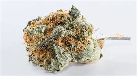 Snowcap Strain Complete Review | AskGrowers