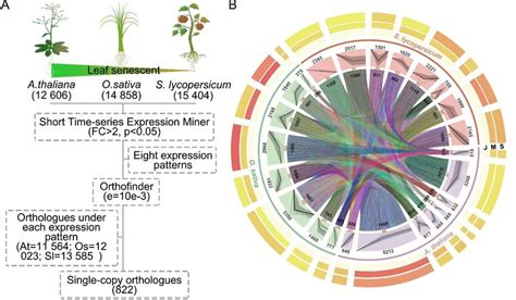 Functionally-conserved leaf senescence-associated pathways. A ...