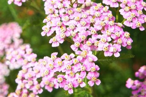 Drought-Tolerant Perennials That Bloom All Summer – DIY Garden Minute Ep. 97 - Spoken Garden