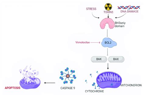 Targeting the intrinsic pathway of apoptosis. The intrinsic pathway of... | Download Scientific ...