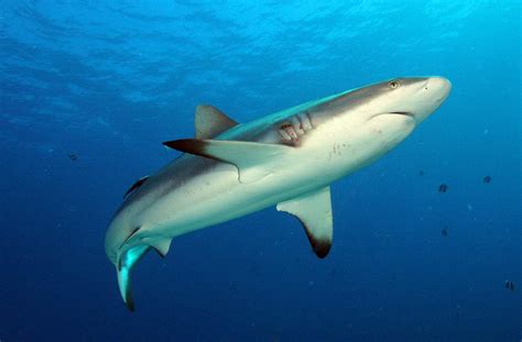 Grey Reef Shark | Animal Wildlife