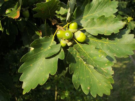 Sessile oak has been designated the national tree of Wales, where it is ...