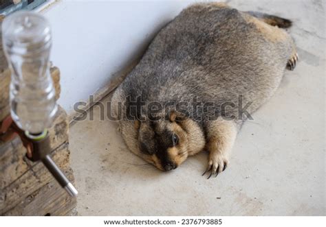 56 Alpine Marmot Sleeping Images, Stock Photos, 3D objects, & Vectors | Shutterstock