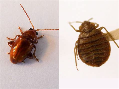 How to tell fleas vs bed bugs - INSIDER