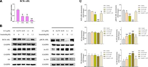 Frontiers | I13 overrides resistance mediated by the T315I mutation in chronic myeloid leukemia ...