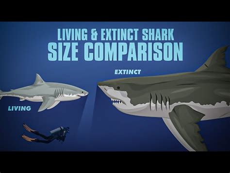 Whale Shark Size Chart