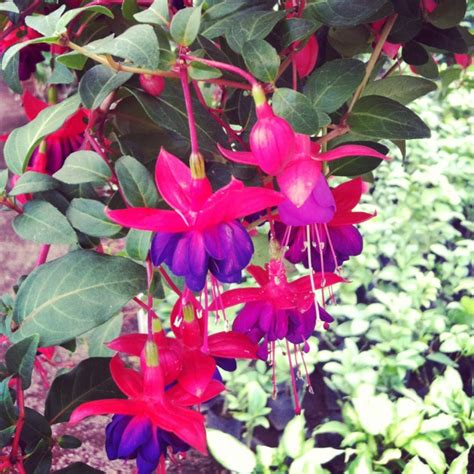 Xochimilco...loved these beautiful flowers in Mexico, they're called "arêtes"... which means ...